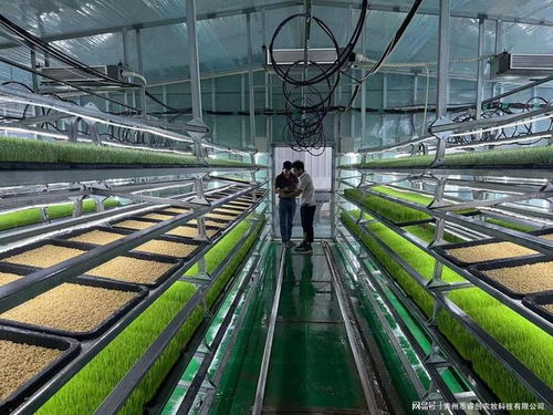 水培牧草 開(kāi)啟高效、營(yíng)養(yǎng)、健康的畜牧業(yè)優(yōu)質(zhì)飼料新時(shí)代