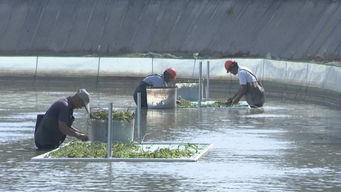 武進(jìn)打造漁業(yè)轉(zhuǎn)型升級(jí)模范區(qū)，以綠色飼料驅(qū)動(dòng)水產(chǎn)養(yǎng)殖高質(zhì)量前行