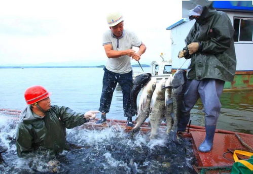 水產(chǎn)養(yǎng)殖助力鄉(xiāng)村振興 長(zhǎng)壽之鄉(xiāng)貴州印江、湖北鐘祥、貴州赤水的實(shí)踐探索與飼料銷(xiāo)售新機(jī)遇