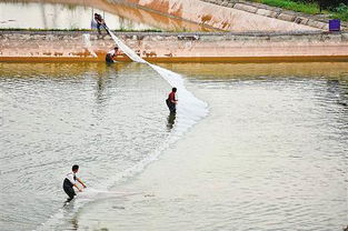 南岸區(qū)大力發(fā)展生態(tài)漁業(yè)，助推畜牧漁業(yè)飼料銷(xiāo)售新增長(zhǎng)