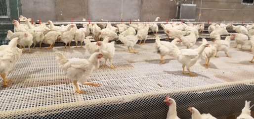 肉雞產(chǎn)業(yè)再添新花 全產(chǎn)業(yè)鏈視角下的畜牧漁業(yè)飼料銷售新機遇